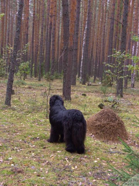 Фото: ньюфаундленд Акин Соул София