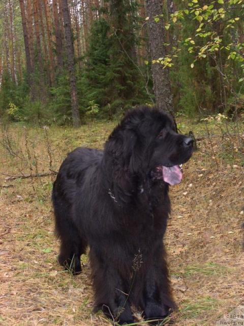 Фото: ньюфаундленд Акин Соул София