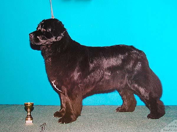 Фото: ньюфаундленд Королева Виктория из Медвежьего Яра (Koroleva Victoria iz Medvejyego Yara)