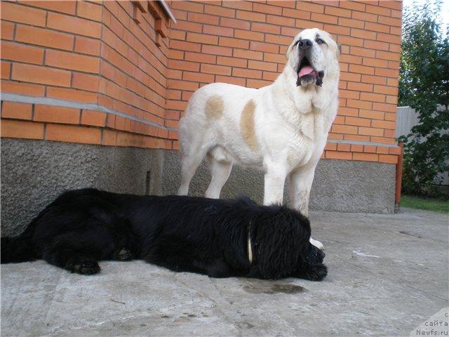 Фото: ньюфаундленд Грациозный со Звездного Неба