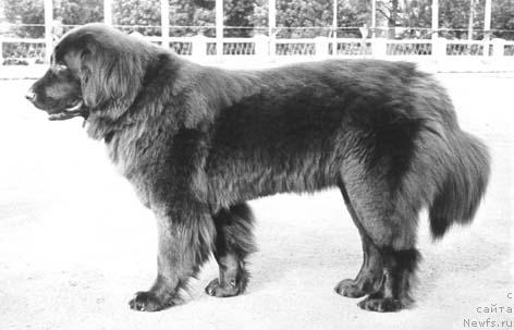 Фото: ньюфаундленд Альбар Пани Эрика