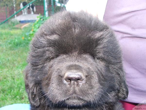 Фото: ньюфаундленд Плюшевая Панда Роскошная Леди Диана (Plushevaya Panda Roskoshnaya Lady Diana)