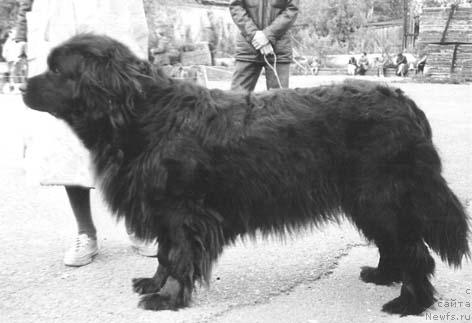 Фото: ньюфаундленд Рика Жанесс (Rika Zhaness)