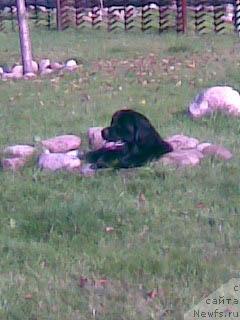 Фото: ньюфаундленд Прекрасная Незнакомка