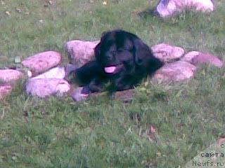 Фото: ньюфаундленд Прекрасная Незнакомка