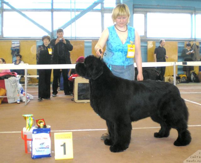 Фото: ньюфаундленд King of Helluland Viking, Татьяна Абутова