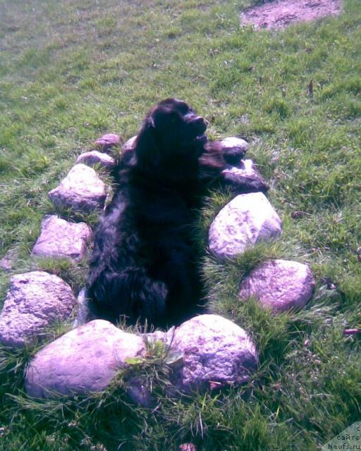 Фото: ньюфаундленд Прекрасная Незнакомка