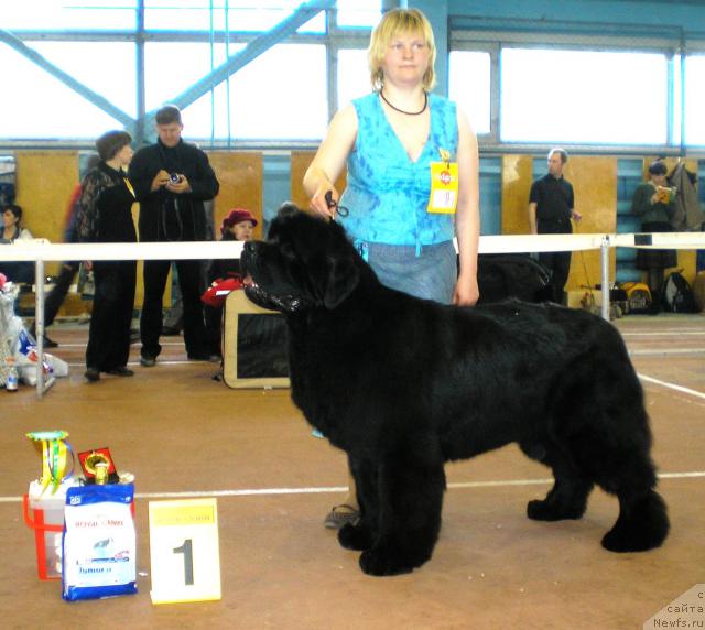 Фото: ньюфаундленд King of Helluland Viking, Татьяна Абутова