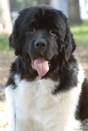 Фото: ньюфаундленд Chatkantarra Taro