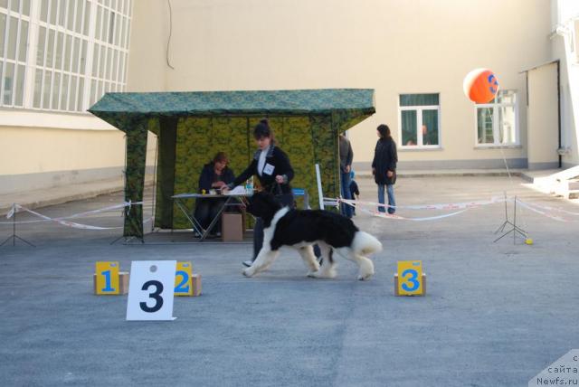 Фото: ньюфаундленд Chatkantarra Taro