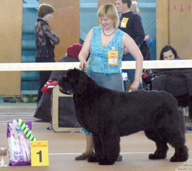 Фото: ньюфаундленд King of Helluland Viking, Татьяна Абутова