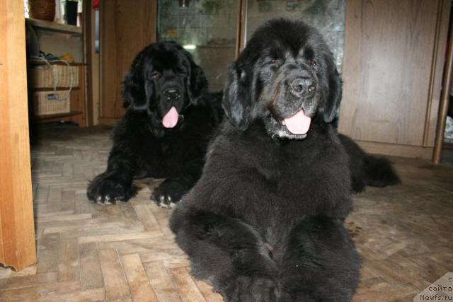 Фото: ньюфаундленд Потап Интрига для Сент Джонс (Potap Intriga Dlja Sent Djons), ньюфаундленд Сент Джонс Оскар (Sent Djons Oskar)