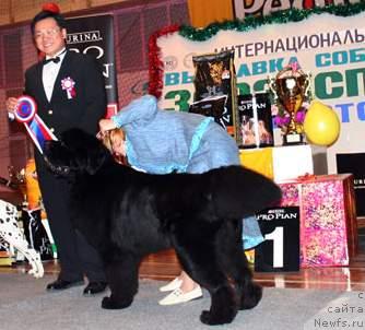 Фото: ньюфаундленд King of Helluland Viking, Татьяна Абутова