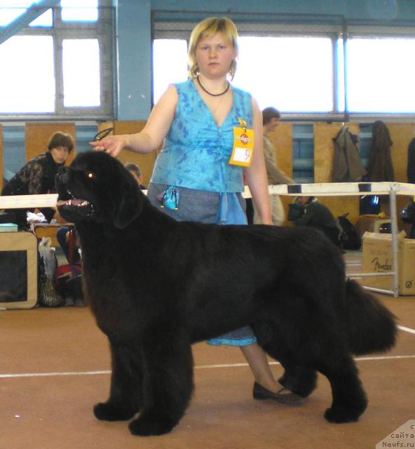 Фото: ньюфаундленд Армани Империал, Татьяна Абутова