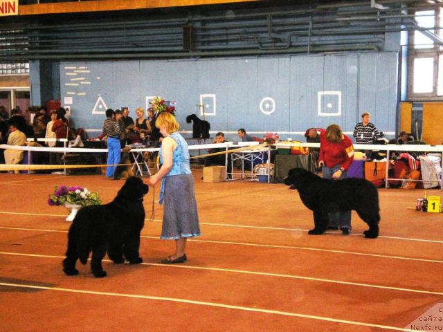 Фото: ньюфаундленд Акватория Келвин Героиня Романа (Aquatoriya Kelvin Geroinya Romana), ньюфаундленд Акватория Келвин Голубая Лагуна, Татьяна Абутова, Елена Зайцева (Замятина)