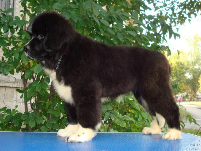 Фото: ньюфаундленд Маг Исполин Лавина (Mag Ispolin Lavina)