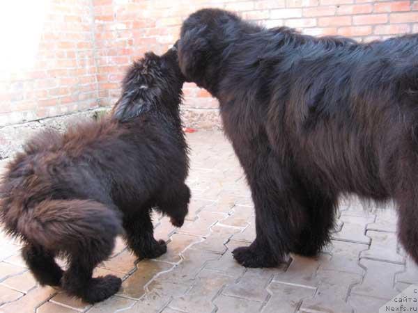 Фото: ньюфаундленд Идеальный Парень с Берега Дона, ньюфаундленд Дуняша с Берега Дона (Dunyasha s Berega Dona)