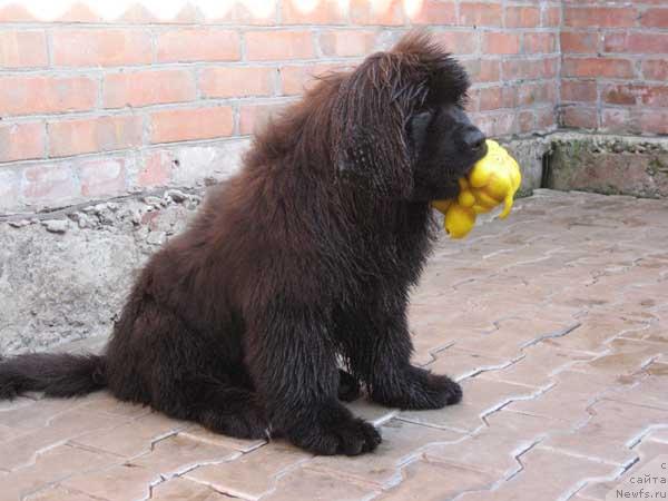 Фото: ньюфаундленд Идеальный Парень с Берега Дона