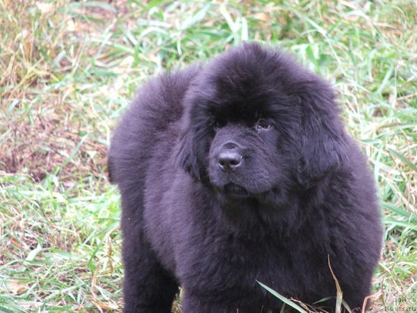 Фото: ньюфаундленд Плюшевая Панда Рио-Рита