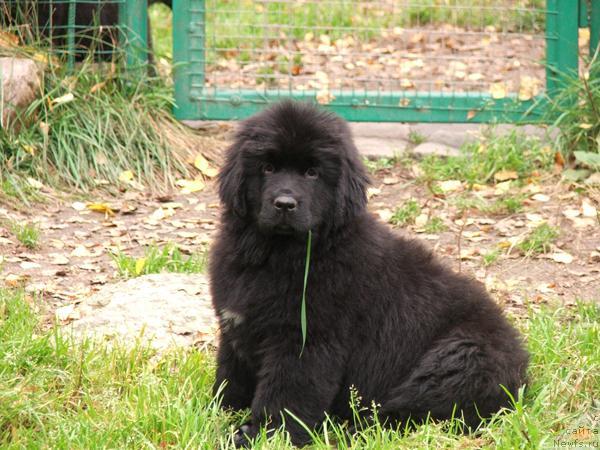 Фото: ньюфаундленд Плюшевая Панда Рио-Рита