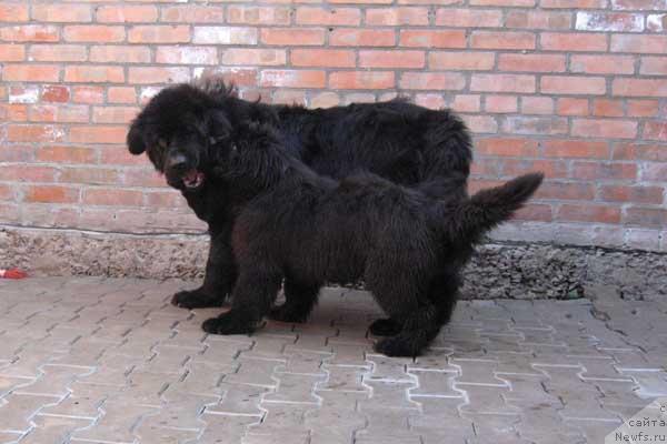 Фото: ньюфаундленд Идеальный Парень с Берега Дона, ньюфаундленд Дуняша с Берега Дона (Dunyasha s Berega Dona)