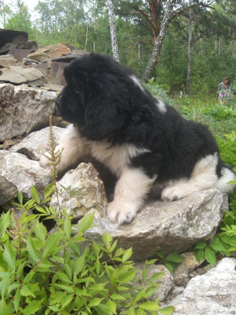 Фото: ньюфаундленд Моби Дик из Племени Кедра