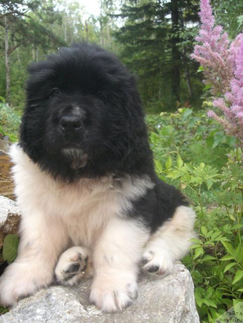 Фото: ньюфаундленд Моби Дик из Племени Кедра