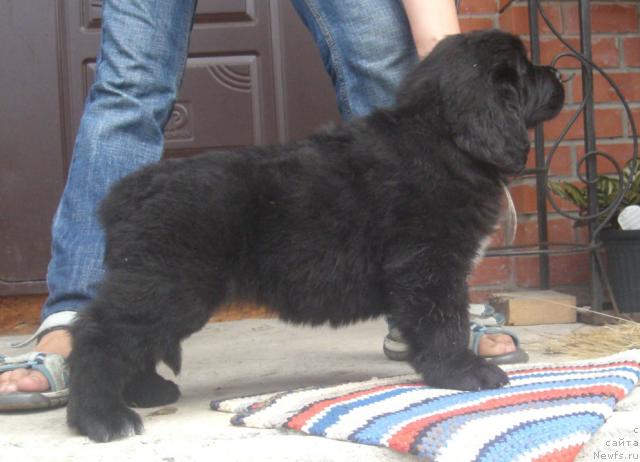 Фото: ньюфаундленд Мартиника из Племени Кедра