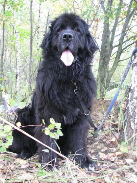 Фото: ньюфаундленд Сангрия