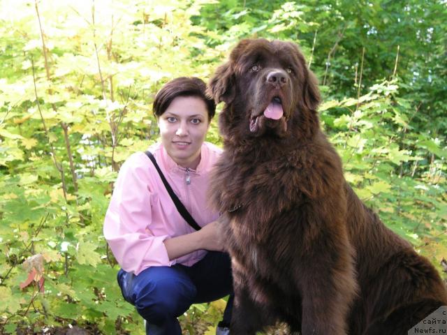 Фото: Светлана Самарцева, ньюфаундленд Лесная Сказка Королевский Медведь (Lesnaja Skazka Korolevskiy Medved)