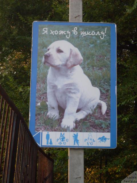 Фото: ньюфаундленд Аваддан