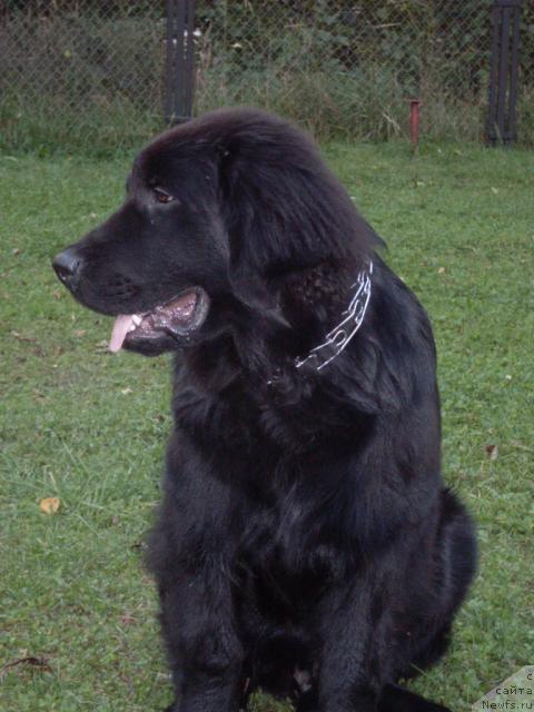 Фото: ньюфаундленд Аваддан