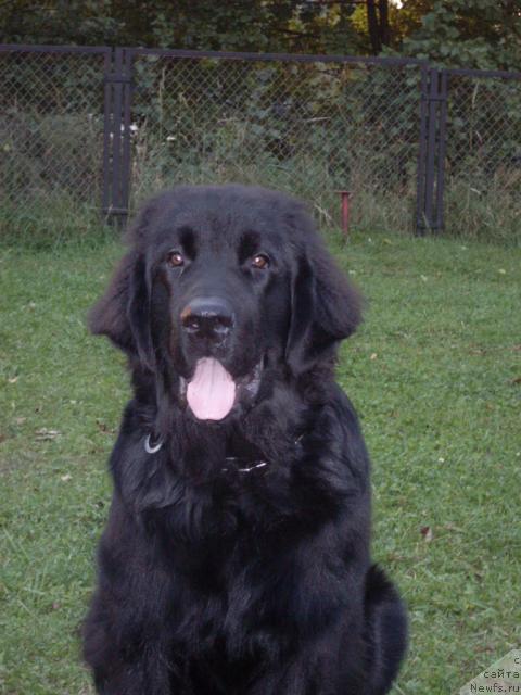 Фото: ньюфаундленд Аваддан