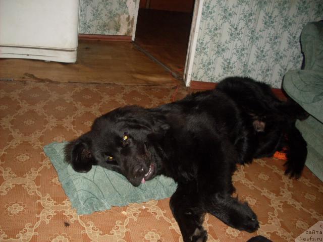 Фото: ньюфаундленд Аваддан