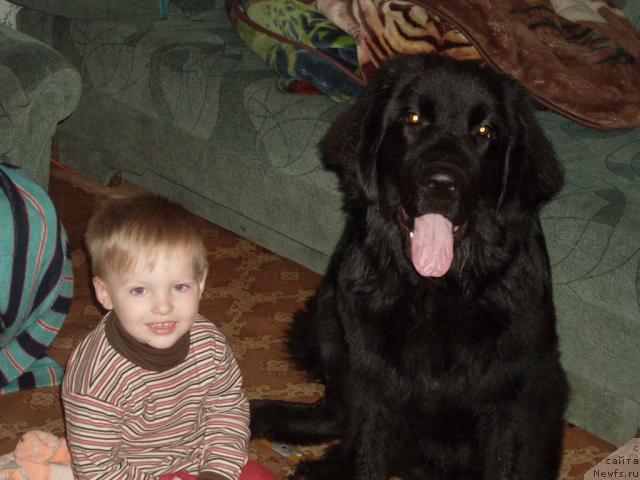 Фото: ньюфаундленд Аваддан