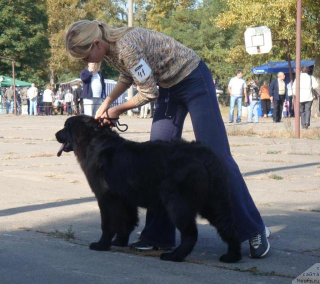 Фото: ньюфаундленд Любимая Медведица Моя, Ирина Кез