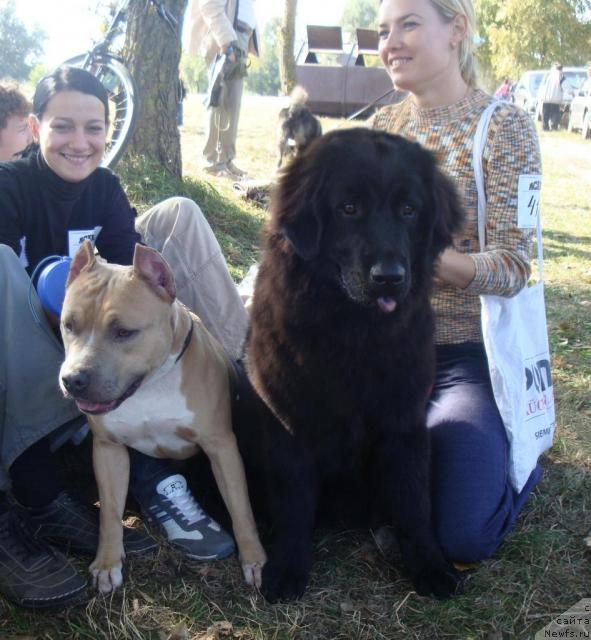 Фото: ньюфаундленд Любимая Медведица Моя, Ирина Кез