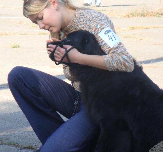 Фото: ньюфаундленд Любимая Медведица Моя, Ирина Кез