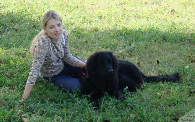 Фото: ньюфаундленд Любимая Медведица Моя, Ирина Кез