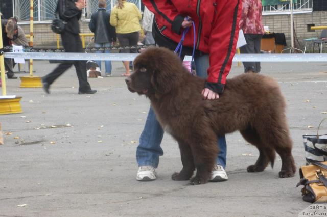 Фото: ньюфаундленд Сэмуэль Морской Принц