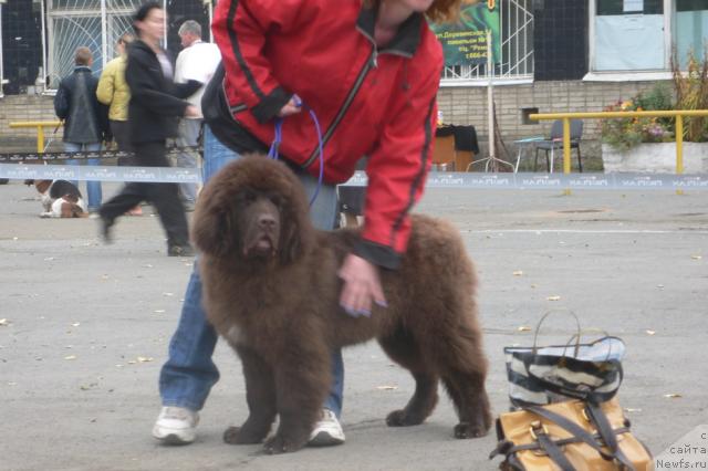 Фото: ньюфаундленд Сэмуэль Морской Принц