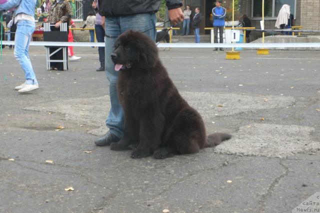 Фото: ньюфаундленд Серафима Сказочная Фея