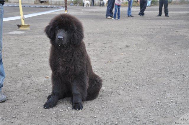 Фото: ньюфаундленд Серафима Сказочная Фея