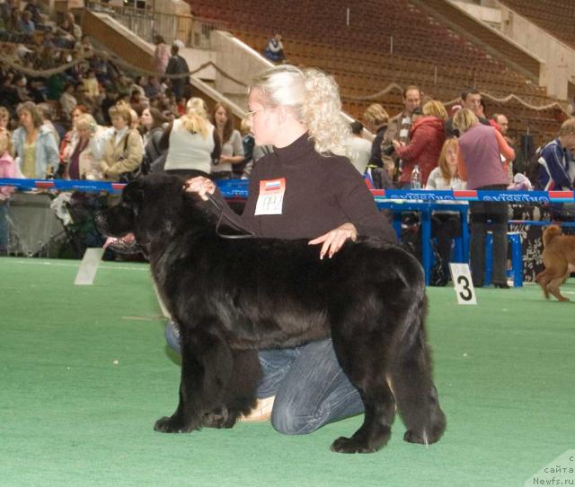 Фото: ньюфаундленд Плюшевая Панда Прекрасная Незнакомка, Анна Сдобнова