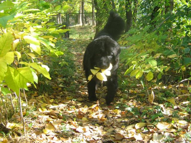 Фото: ньюфаундленд Женевьев Гарни Ледэн