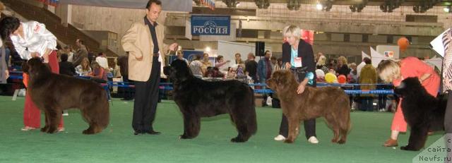 Фото: ньюфаундленд Элерон Браун (Eleron Brown), ньюфаундленд Сент Джонс Жозефина (Sent Djons Zhozefina), ньюфаундленд Ютта с Берега Дона, ньюфаундленд Сент Джонс Роуз фо Ми (Sent Djons Rose for Me)