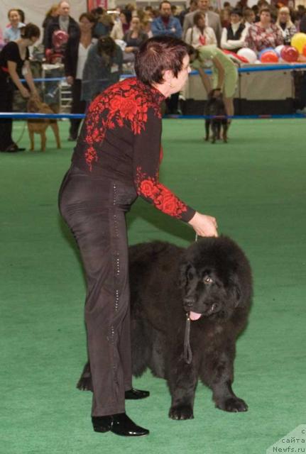 Фото: ньюфаундленд Обама Бест