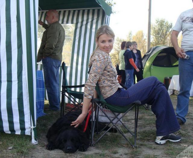 Фото: ньюфаундленд Любимая Медведица Моя, Ирина Кез