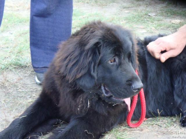 Фото: ньюфаундленд Любимая Медведица Моя