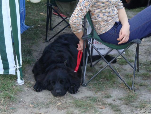 Фото: ньюфаундленд Любимая Медведица Моя